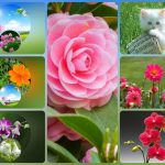 Xin giấy phép phòng khám tại Quảng Ninh 6 Muốn xin giấy phép mở phòng khám tại Quảng Ninh