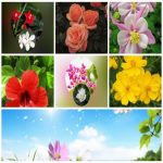 Dịch vụ giải thể công ty trọn gói giá rẻ tại Quận Cái Răng nhanh chóng, uy tín 8 Muốn giải thể công ty trọn gói giá rẻ tại Quận Cái Răng
