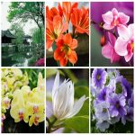 Dịch vụ xin giấy phép lữ hành quốc tế Bắc Ninh 6 Thủ tục xin giấy phép lữ hành quốc tế Bắc Ninh