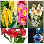 Dịch vụ xin giấy phép lữ hành quốc tế Huyện Cờ Đỏ 3 Muốn dịch vụ xin giấy phép lữ hành quốc tế Huyện Cờ Đỏ