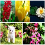 Dịch vụ xin giấy phép lữ hành quốc tế Quảng Ngãi 6 Muốn dịch vụ xin giấy phép lữ hành quốc tế Quãng Ngãi