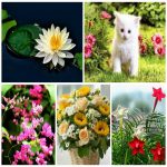 Dịch vụ xin giấy phép lữ hành quốc tế Quảng Ninh 6 Muốn dịch vụ xin giấy phép lữ hành quốc tế Quảng Ninh