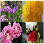 Dịch vụ xin giấy phép lữ hành quốc tế Thái Bình 6 Muốn dịch vụ xin giấy phép lữ hành quốc tế Thái Bình