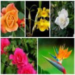 Dịch vụ xin giấy phép lữ hành quốc tế Yên Bái 6 Muốn dịch vụ xin giấy phép lữ hành quốc tế Yên Bái