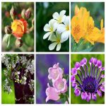 Thủ tục tạm ngừng hoạt động chi nhánh tại Hậu Giang 6 Cần thủ tục tạm ngừng hoạt động chi nhánh tại Hậu Giang