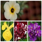 Thủ tục tạm ngừng hoạt động chi nhánh tại Trà Vinh 6 Cần thủ tục tạm ngừng hoạt động chi nhánh tại Trà Vinh