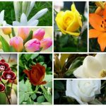 Muốn thành lập VPĐD tại Huyện Vĩnh Thạnh