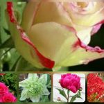 Dịch vụ giải thể công ty tại Bắc Kạn - 3.000.000 4 Muốn dịch vụ giải thể doanh nghiệp tại Bắc Kạn – 3.000.000