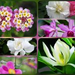 Dịch vụ giải thể công ty tại Hà Giang – Trọn gói, nhanh chóng, uy tín 6 Muốn dịch vụ giải thể doanh nghiệp tại Hà Giang – 3.000.000