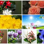 Dịch vụ giải thể công ty tại Huyện Tiên Lãng– 3.000.000 6 Muốn dịch vụ giải thể doanh nghiệp tại Huyện Tiên Lãng – 3.000.000