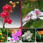 Muốn dịch vụ giải thể doanh nghiệp tại Lạng Sơn – 3.000.000