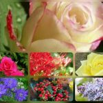 Dịch vụ giải thể công ty tại Quận Hải An– 3.000.000 6 Muốn dịch vụ giải thể doanh nghiệp tại Quận Hải An – 3.000.000