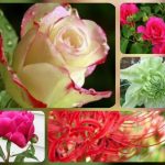 Dịch vụ giải thể công ty tại quận Thanh Khê chỉ 3.000.000 đồng trọn gói 8 Muốn dịch vụ giải thể doanh nghiệp tại Quận Thanh Khê – 3.000.000