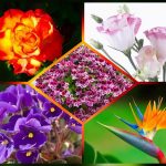Muốn dịch vụ giải thể doanh nghiệp tại Tuyên Quang – 3.000.000