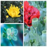 Mở hộ kinh doanh cầm đồ tại Huyện Cần Giờ 3 Muốn mở HKD cầm đồ tại Huyện Cần Giờ