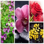 Thành lập công ty sản xuất bánh kẹo tại Phú Quốc 6 Muốn thành lập doanh nghiệp sản xuất bánh kẹo tại Phú Quốc