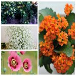 Thành lập hộ kinh doanh buôn bán phân bón tại Tuyên Quang 6 Muốn thành lập hộ kinh doanh buôn bán phân bón tại Tuyên Quang
