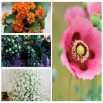 Thành lập hộ kinh doanh buôn bán phân bón tại Vũng Tàu 6 Muốn thành lập hộ kinh doanh buôn bán phân bón tại Vũng Tàu