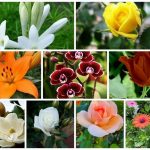 Thủ tục thành lập văn phòng đại diện tại Huyện An Lão – Hỗ trợ trọn gói 6 Muốn đăng ký văn phòng đại diện ở Huyện An Lão