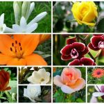 Thành lập văn phòng đại diện ở Lai Châu 6 Muốn đăng ký văn phòng đại diện ở Lai Châu