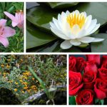 Thành lập văn phòng đại diện tại Đà Nẵng 6 Muốn thành lập văn phòng đại diện tại Đà Nẵng