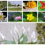 Thành lập văn phòng đại diện tại Quận Bình Thuỷ 6 Muốn thành lập văn phòng đại diện tại Quận Bình Thuỷ