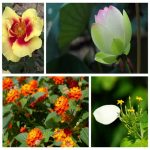 Các bước thành lập công ty tại Phú Quốc 6 Muốn thành lập doanh nghiệp tại Phú Quốc