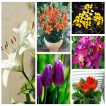 Dịch vụ kế toán giá rẻ tại TP Cần Thơ 6 Tìm kế toán tại TP Cần Thơ