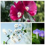 Dịch vụ đăng ký bảo hộ nhãn hiệu tại Cần Thơ 6 Cần đăng ký bảo hộ nhãn hiệu tại Cần Thơ