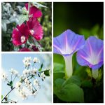 Cần đăng ký bảo hộ nhãn hiệu tại Yên Bái