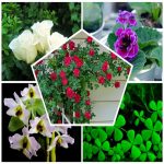 Thủ tục tự công bố chất lượng trà đào túi lọc 4 DICH VỤ TỰ CÔNG BỐ CHẤT LƯỢNG TRÀ ĐÀO TÚI LỌC