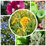 Xin cấp giấy phép lao động cho nhà quản lý là giám đốc - phó giám đốc 4 Đăng ký giấy phép lao động cho nhà quản lý là giám đốc - phó giám đốc