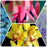 Hướng dẫn thủ tục làm phù hiệu xe ô tô 6 thủ tục làm phù hiệu xe ô tô