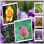 Cần tạm ngừng kinh doanh tại Cần Thơ 19 Cần tạm ngừng kinh doanh Cần Thơ