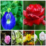 Giải thể hộ kinh doanh Vĩnh Phúc 8 Dịch vụ giải thể tại Vĩnh Phúc