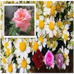 Đăng ký bảo hộ nhãn hiệu thương hiệu logo độc quyền tại Cần Thơ 6 Cần Đăng ký bảo hộ nhãn hiệu thương hiệu logo độc quyền tại Cần Thơ