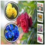 Đăng ký bảo hộ nhãn hiệu thương hiệu logo độc quyền tại Huyện Mê Linh 6 Cần Đăng ký bảo hộ nhãn hiệu thương hiệu logo độc quyền tại Huyện Mê Linh