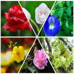 Dịch vụ đăng ký sở hữu trí tuệ tại Quận 12 6 Muốn đăng ký sở hữu trí tuệ tại Quận 12