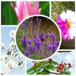 Dịch vụ đăng ký sở hữu trí tuệ tại Quận Long Biên 6 Muốn đăng ký sở hữu trí tuệ tại Quận Long Biên