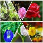 Muốn đăng ký sở hữu trí tuệ tại Thanh Hóa