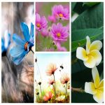 Muốn giải thể công ty tại Bắc Giang