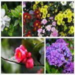 Dịch vụ thay đổi loại hình doanh nghiệp tại Lào Cai 6 Muốn thay đổi loại hình doanh nghiệp tại Lào Cai
