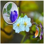 Hồ sơ xin giấy phép xây dựng tại Huyện Phong Điền 6 Tìm hiểu Hồ sơ xin giấy phép xây dựng Huyện Phong Điền