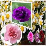 Hồ sơ xin giấy phép xây dựng tại Phú Quốc 6 Tìm hiểu Hồ sơ xin giấy phép xây dựng Phú Quốc