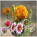 Hồ sơ xin giấy phép xây dựng tại TP Cần Thơ 6 Tìm hiểu Hồ sơ xin giấy phép xây dựng TP Cần Thơ
