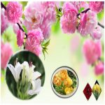 Cần làm hộ chiếu tại Huế