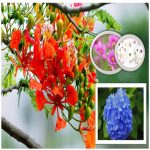 Làm hộ chiếu Quận 5 6 Cần làm hộ chiếu tại Quận 5