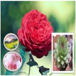 Làm hộ chiếu Tây Ninh 6 Cần làm hộ chiếu tại Tây Ninh