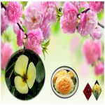 Làm hộ chiếu Thành Phố Huế 6 Cần làm hộ chiếu tại Thành Phố Huế