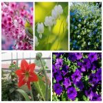 Muốn thành lập công ty 100% vốn đầu tư nước ngoài tại Huyện Thới Lai